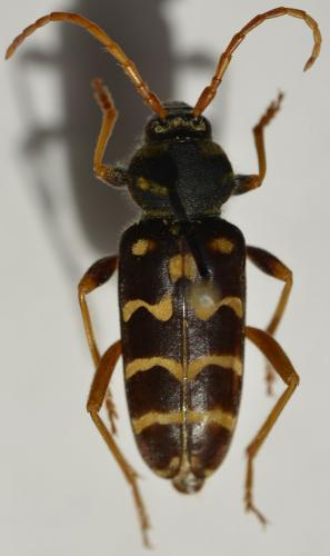 Plagionotus arcuatus